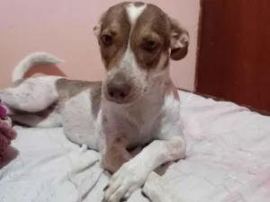 Cachorro raça SRD-ViraLata idade 2 anos nome Pipoca