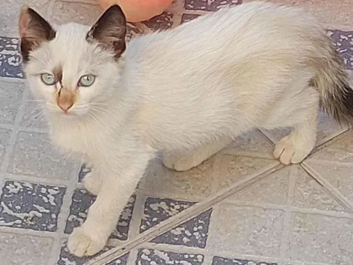 Gato ra a Viralata idade 2 a 6 meses nome Não tem nome