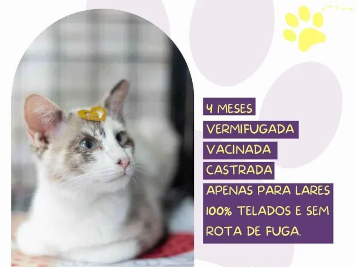 Gato ra a SRD-ViraLata idade 2 a 6 meses nome Elba