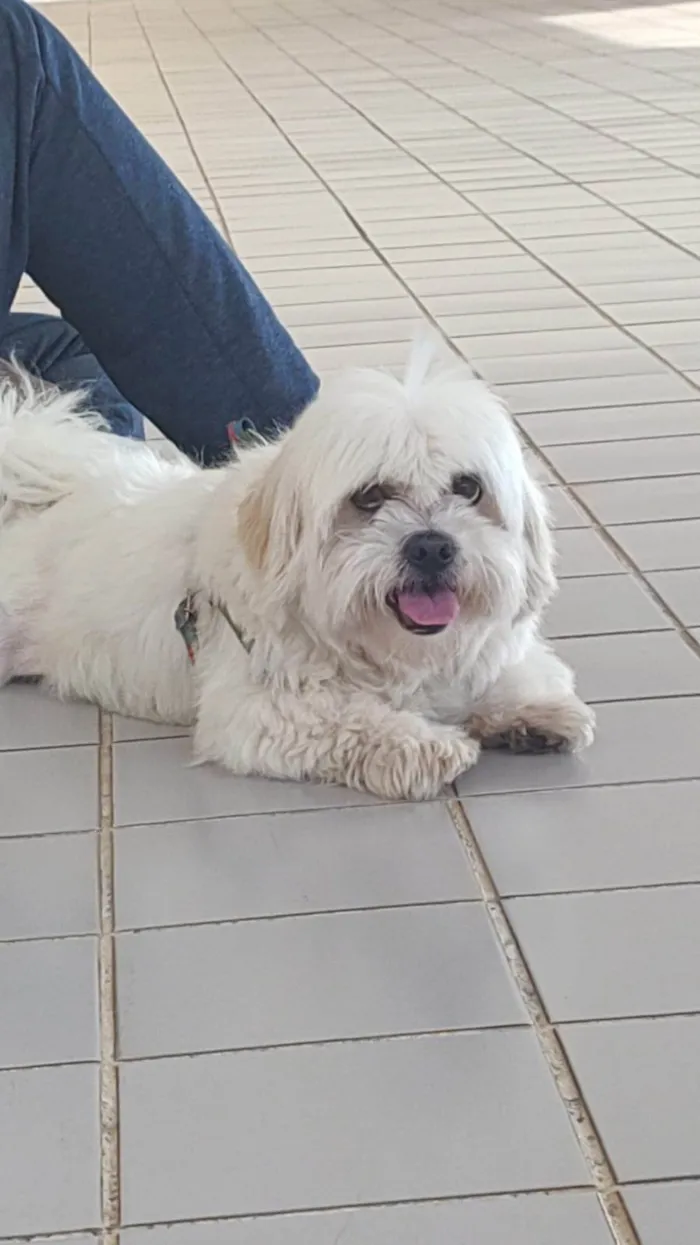 Cachorro ra a Lhasa Apso idade 6 ou mais anos nome Nick