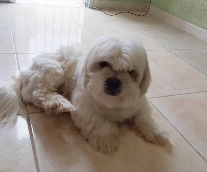 Cachorro ra a Lhasa Apso idade 6 ou mais anos nome Nick