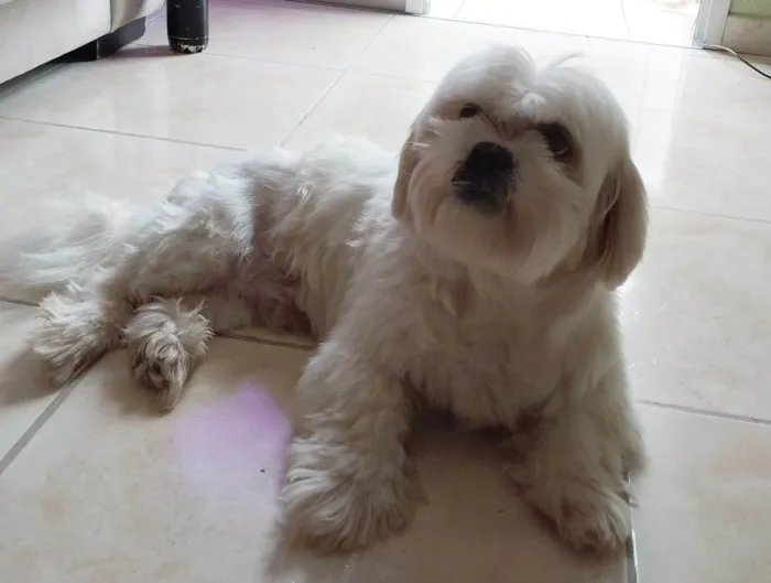 Cachorro ra a Lhasa Apso idade 6 ou mais anos nome Nick