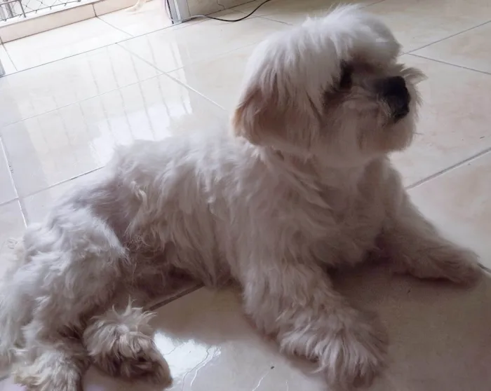 Cachorro ra a Lhasa Apso idade 6 ou mais anos nome Nick