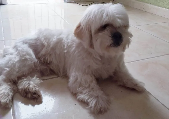 Cachorro ra a Lhasa Apso idade 6 ou mais anos nome Nick