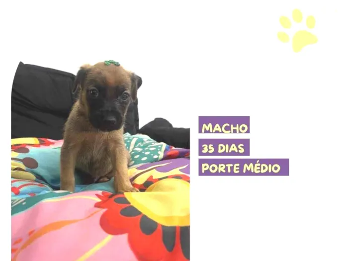 Cachorro ra a SRD-ViraLata idade Abaixo de 2 meses nome Olavo