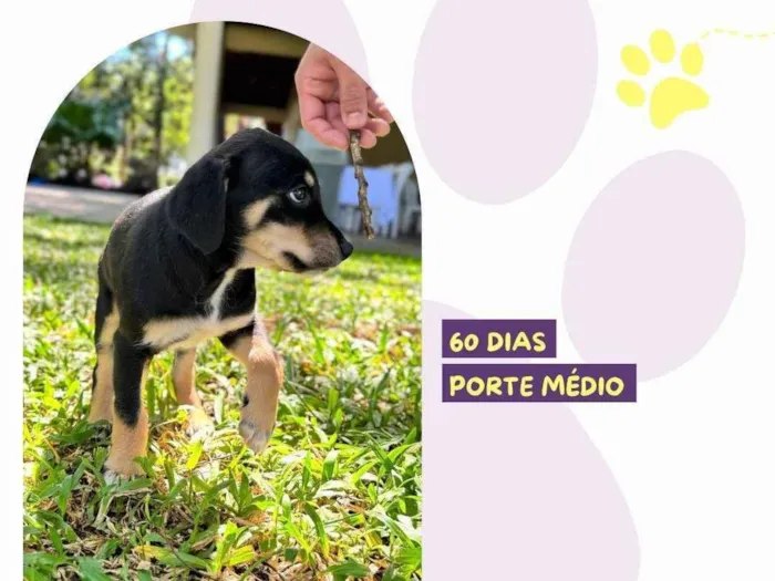 Cachorro ra a SRD-ViraLata idade 2 a 6 meses nome Prissy