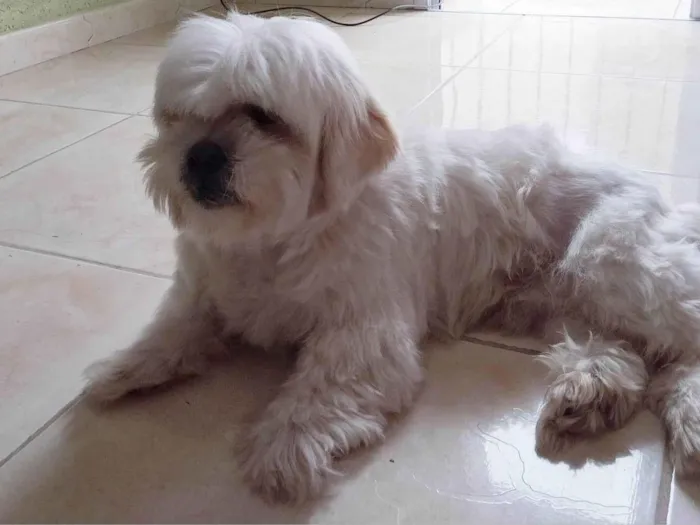 Cachorro ra a Lhasa Apso idade 6 ou mais anos nome Nick