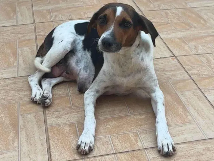 Cachorro ra a Sem raça definida  idade 2 anos nome Nina