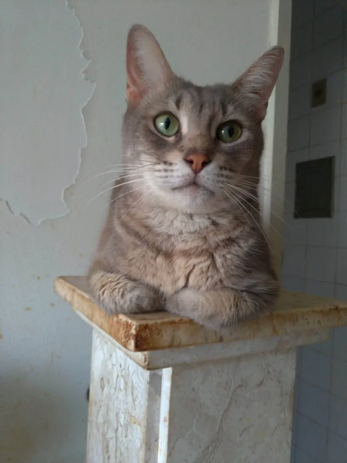 Gato ra a srd tigradinho idade 2 anos nome BÓRIS