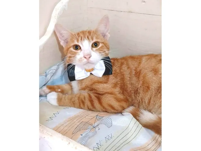 Gato ra a srd tigradinho idade 2 a 6 meses nome SIMBA