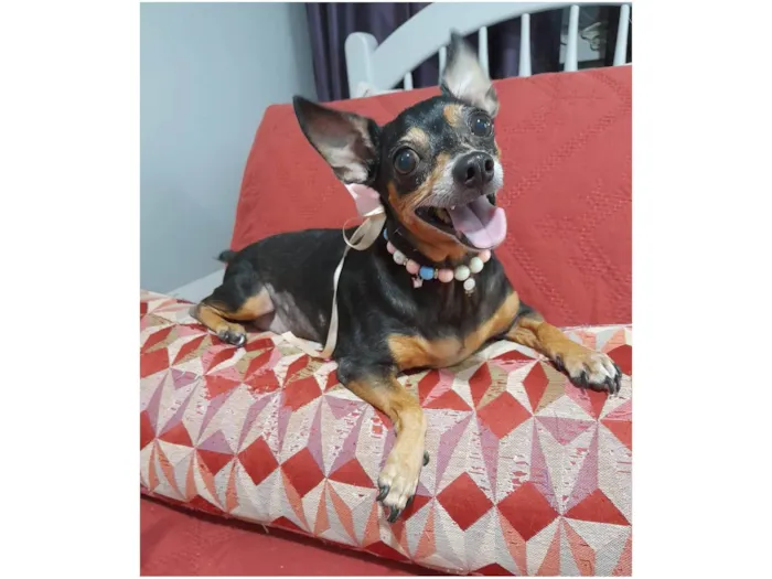 Cachorro ra a Pincher idade 5 anos nome Aurora