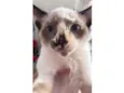 Cacau