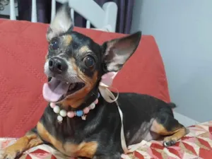 Cachorro raça Pincher idade 5 anos nome Aurora