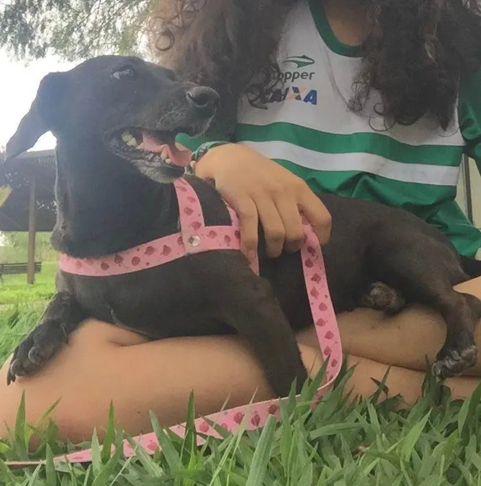 Cachorro ra a SRD-ViraLata idade 7 a 11 meses nome Clarinha 