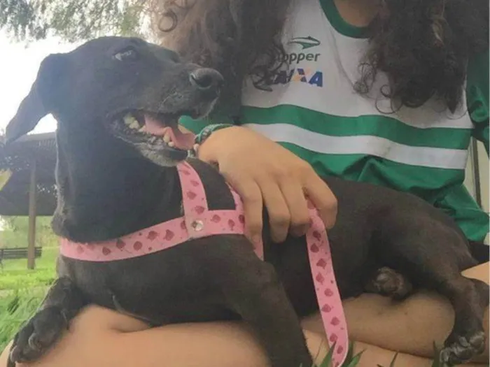 Cachorro ra a SRD-ViraLata idade 7 a 11 meses nome Clarinha 