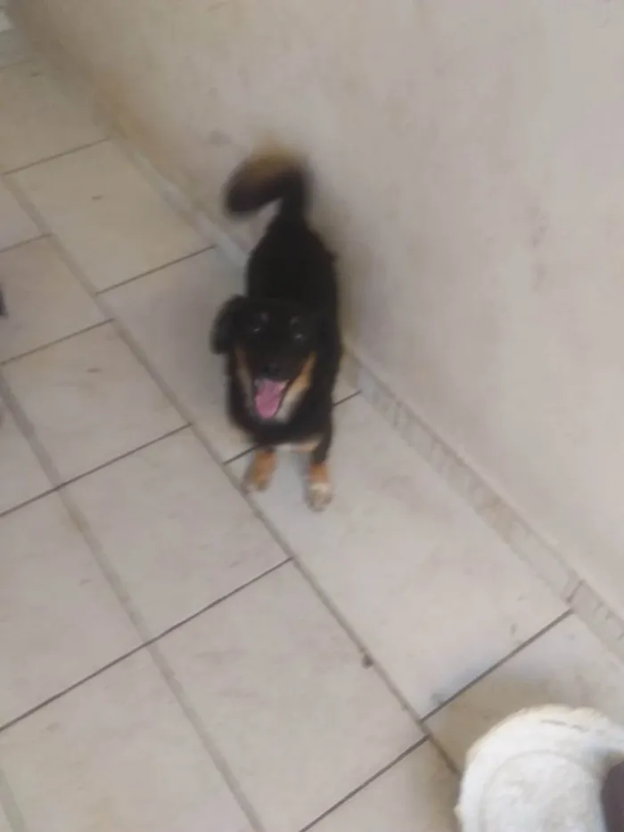 Cachorro ra a SRD-ViraLata idade 7 a 11 meses nome Sem nome 