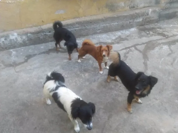 Cachorro ra a SRD-ViraLata idade 7 a 11 meses nome Sem nome 