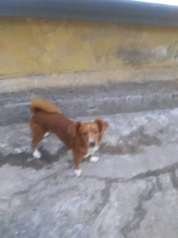 Cachorro ra a SRD-ViraLata idade 7 a 11 meses nome Sem nome 