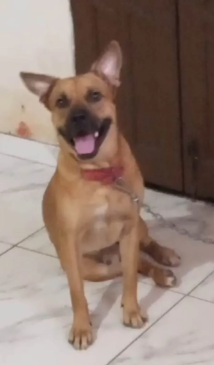 Cachorro ra a Pit-Bull idade 7 a 11 meses nome Marley 