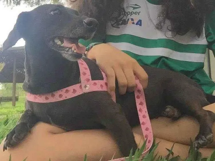 Cachorro ra a SRD-ViraLata idade 7 a 11 meses nome Clarinha 