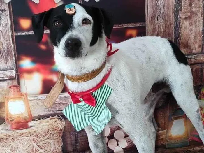 Cachorro ra a Sem raça definida idade 6 ou mais anos nome Bobby