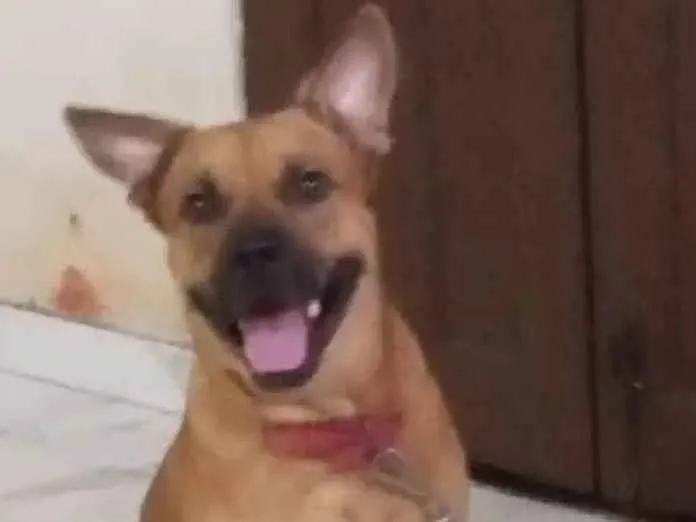 Cachorro ra a Pit-Bull idade 7 a 11 meses nome Marley 