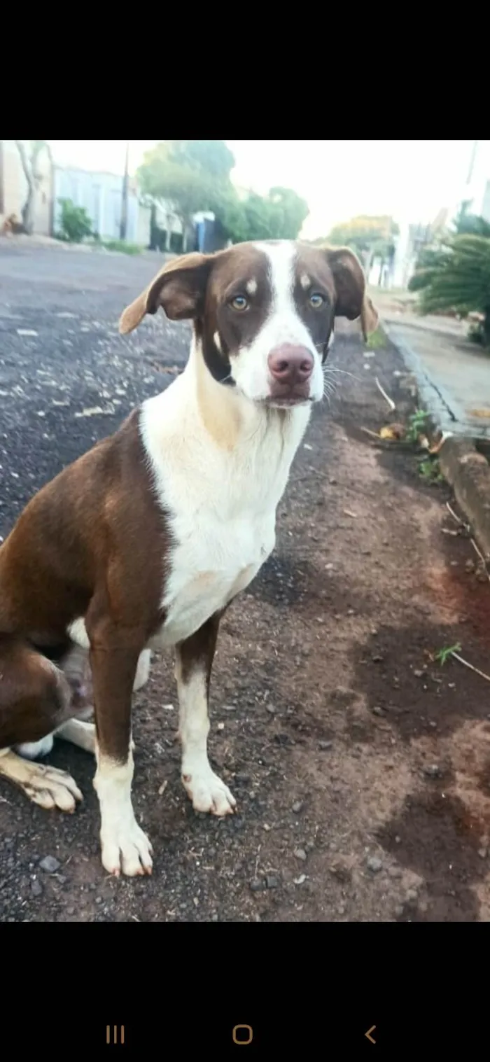 Cachorro ra a Parece vira lata idade 7 a 11 meses nome Cachorro 