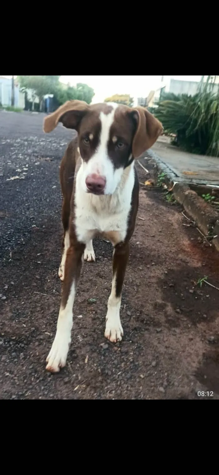 Cachorro ra a Parece vira lata idade 7 a 11 meses nome Cachorro 