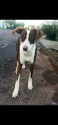 Cachorro