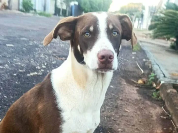 Cachorro ra a Parece vira lata idade 7 a 11 meses nome Cachorro 