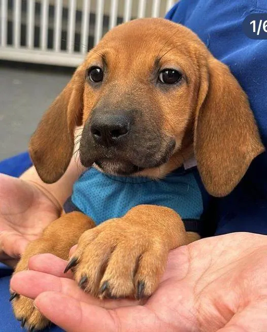 Cachorro ra a SRD-ViraLata idade 2 a 6 meses nome Tim Maia 