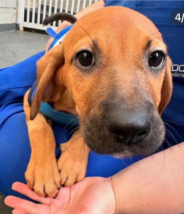 Cachorro ra a SRD-ViraLata idade 2 a 6 meses nome Tim Maia 