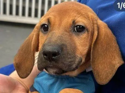 Cachorro raça SRD-ViraLata idade 2 a 6 meses nome Tim Maia 