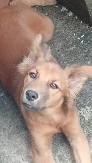Cachorro raça Vira lata  idade 1 ano nome ...