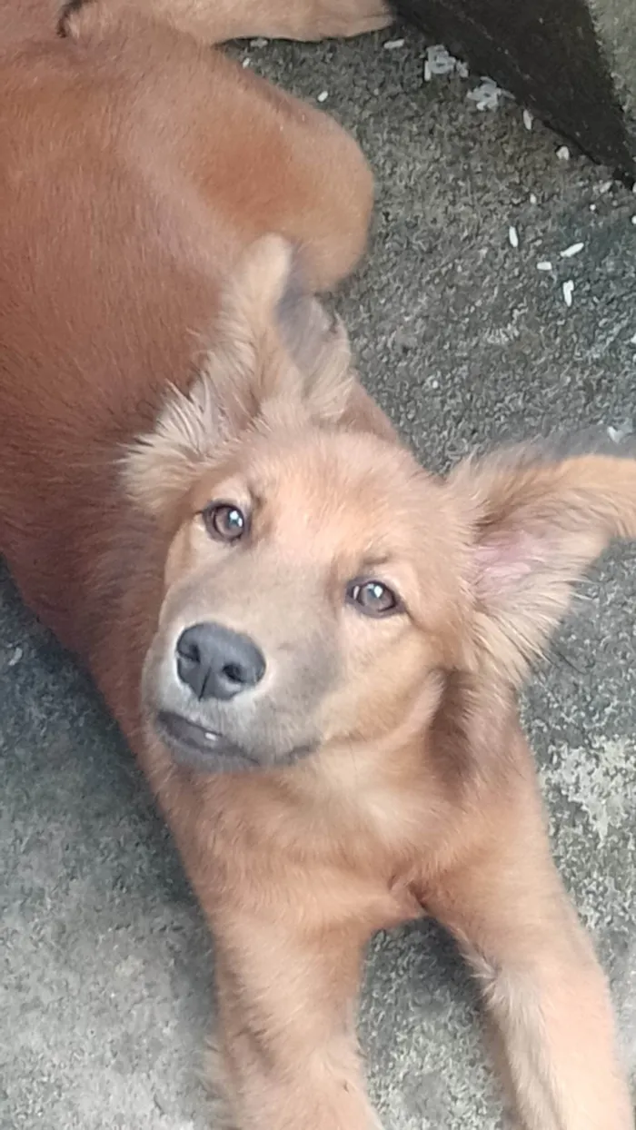 Cachorro ra a Vira lata  idade 1 ano nome ...