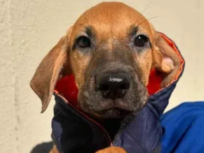 Cachorro raça SRD-ViraLata idade 2 a 6 meses nome Giba