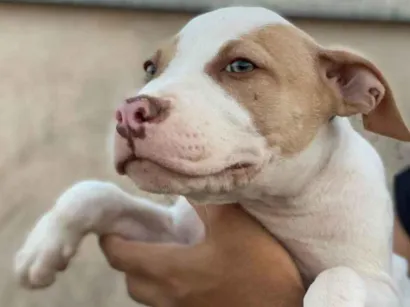 Cachorro raça Pit-Bull idade 2 a 6 meses nome Ainda sem nome