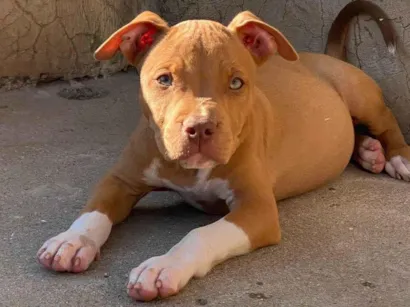 Cachorro raça Pit-Bull idade 2 a 6 meses nome Ainda sem nome