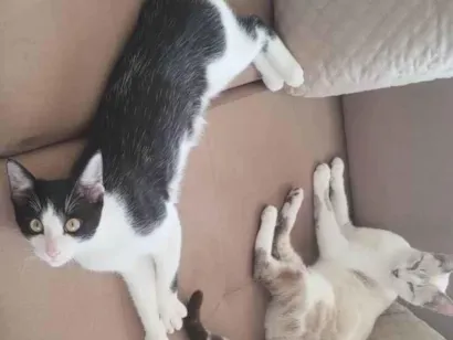 Gato raça  idade 2 a 6 meses nome gato Frajola  e a gata Cleo