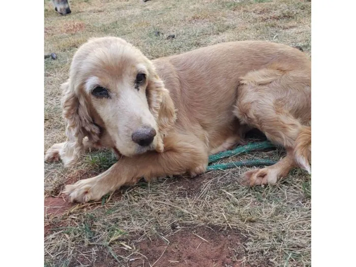 Cachorro ra a Cocker spaniel inglês idade 6 ou mais anos nome KIRA (resgatada)