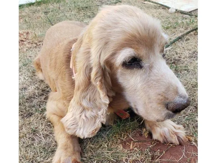 Cachorro ra a Cocker spaniel inglês idade 6 ou mais anos nome KIRA (resgatada)