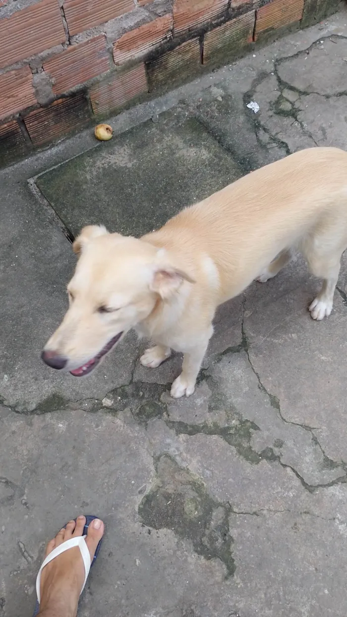 Cachorro ra a Vira lata  idade 2 a 6 meses nome Megue