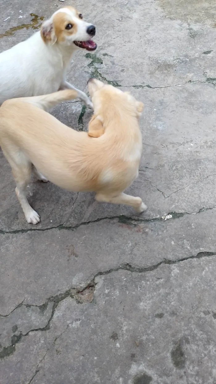 Cachorro ra a Vira lata  idade 2 a 6 meses nome Megue