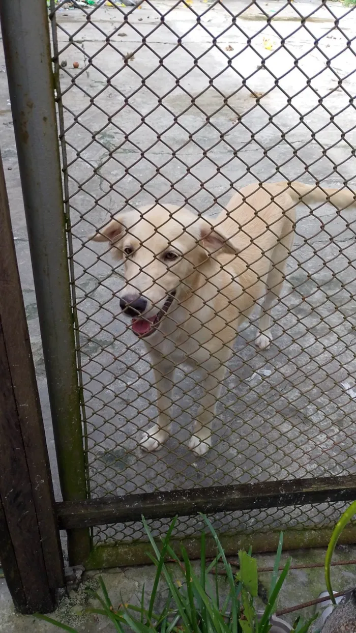 Cachorro ra a Vira lata  idade 2 a 6 meses nome Megue