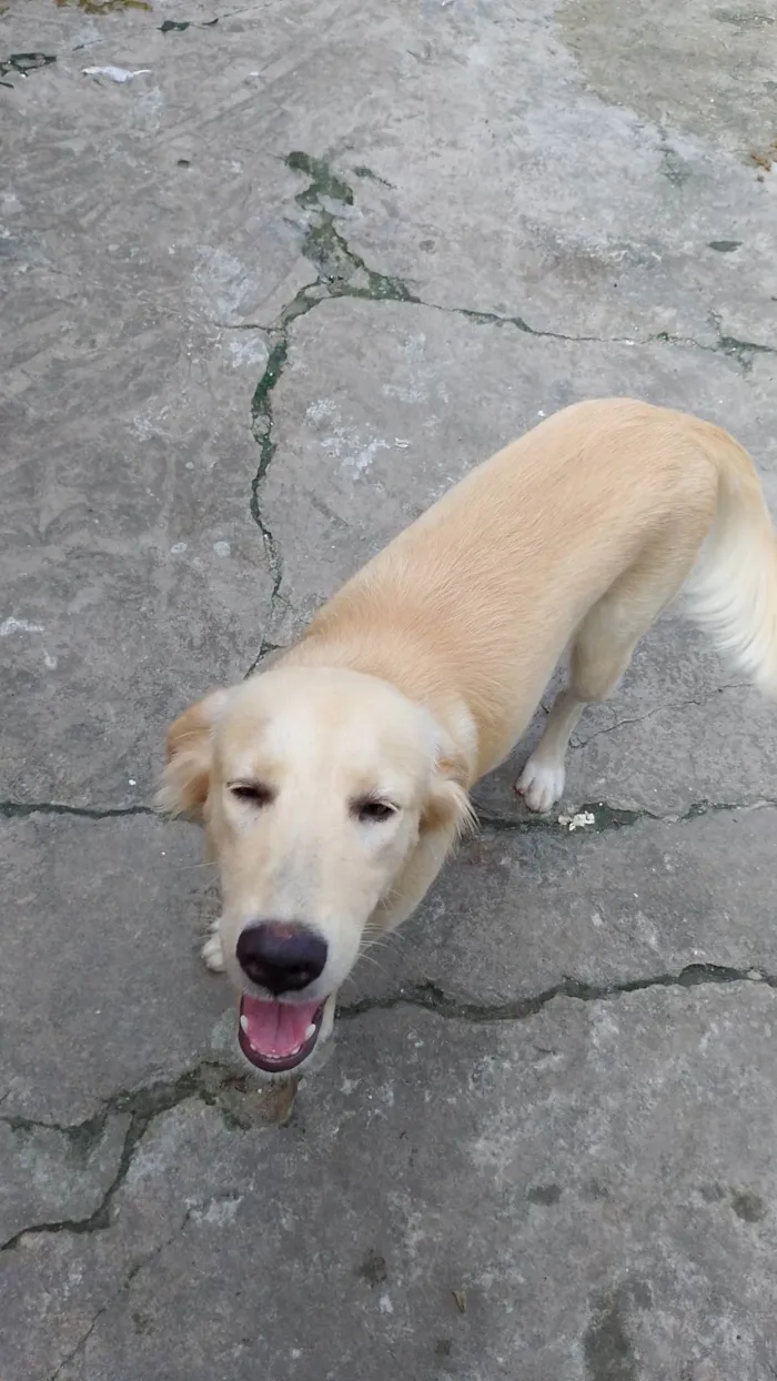 Cachorro ra a Vira lata  idade 2 a 6 meses nome Megue