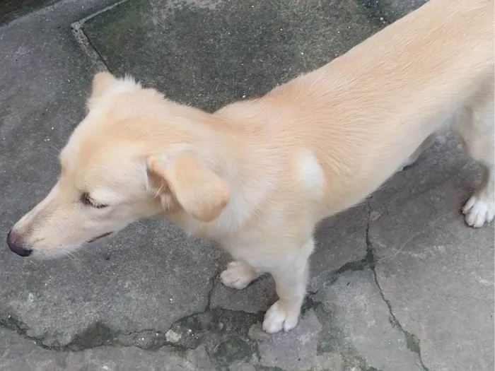 Cachorro ra a Vira lata  idade 2 a 6 meses nome Megue