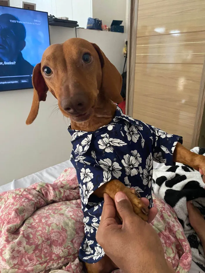 Cachorro ra a Basset-Cofap idade 6 ou mais anos nome Nino