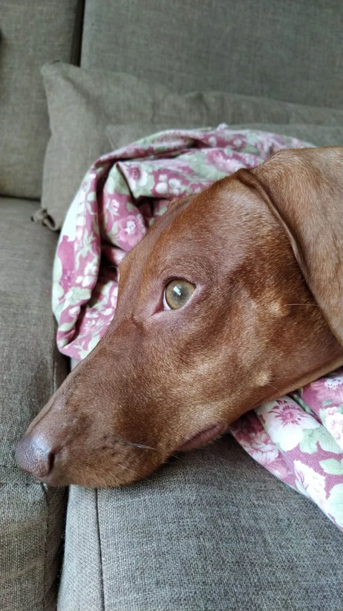 Cachorro ra a Basset-Cofap idade 6 ou mais anos nome Nino