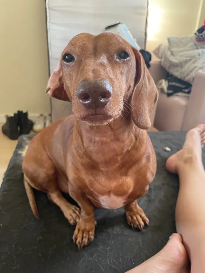 Cachorro ra a Basset-Cofap idade 6 ou mais anos nome Nino