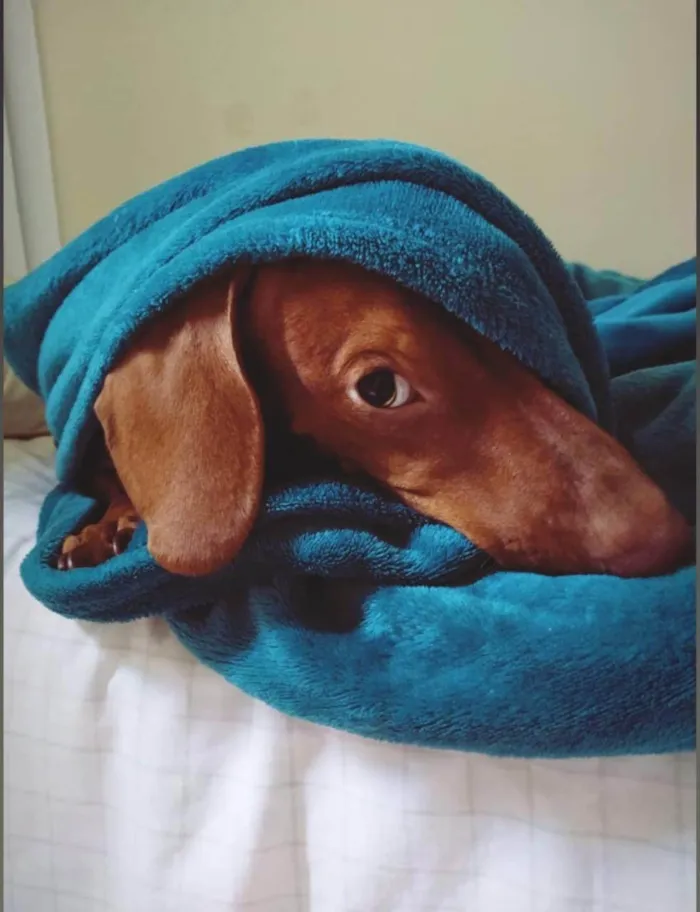 Cachorro ra a Basset-Cofap idade 6 ou mais anos nome Nino